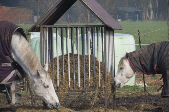 Coaching Met & Door Paarden - gallery 20.jpg - Coaching Met & Door Paarden, Lokeren